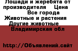 Лошади и жеребята от производителя. › Цена ­ 120 - Все города Животные и растения » Другие животные   . Владимирская обл.